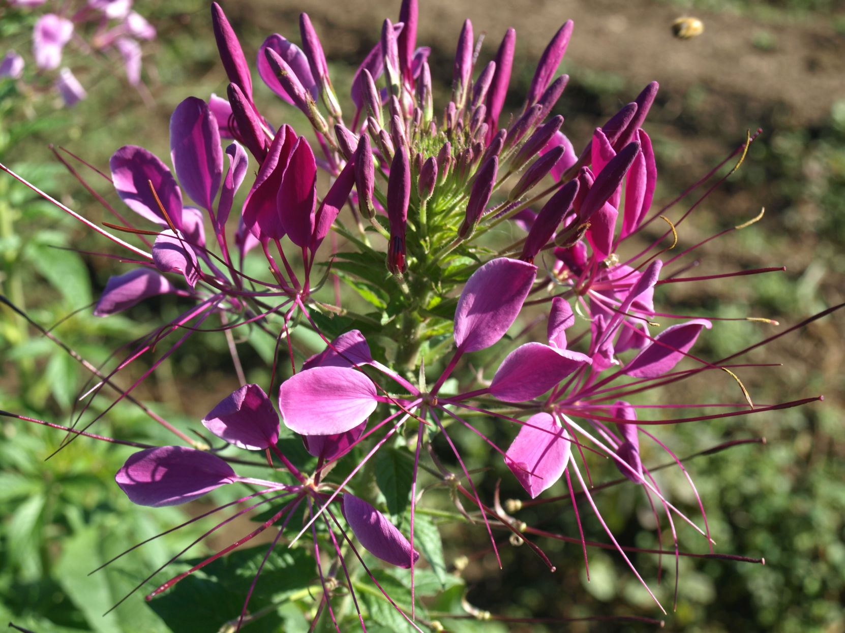 Violet Queen cleome